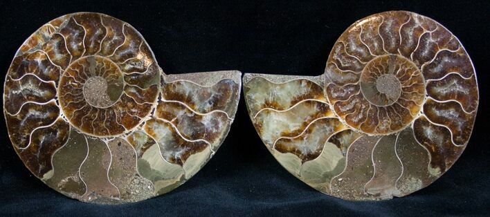 Cut and Polished Ammonite Pair #7327